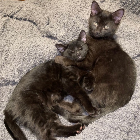 Meet your Posher, Hanna - Picture 3 of 6